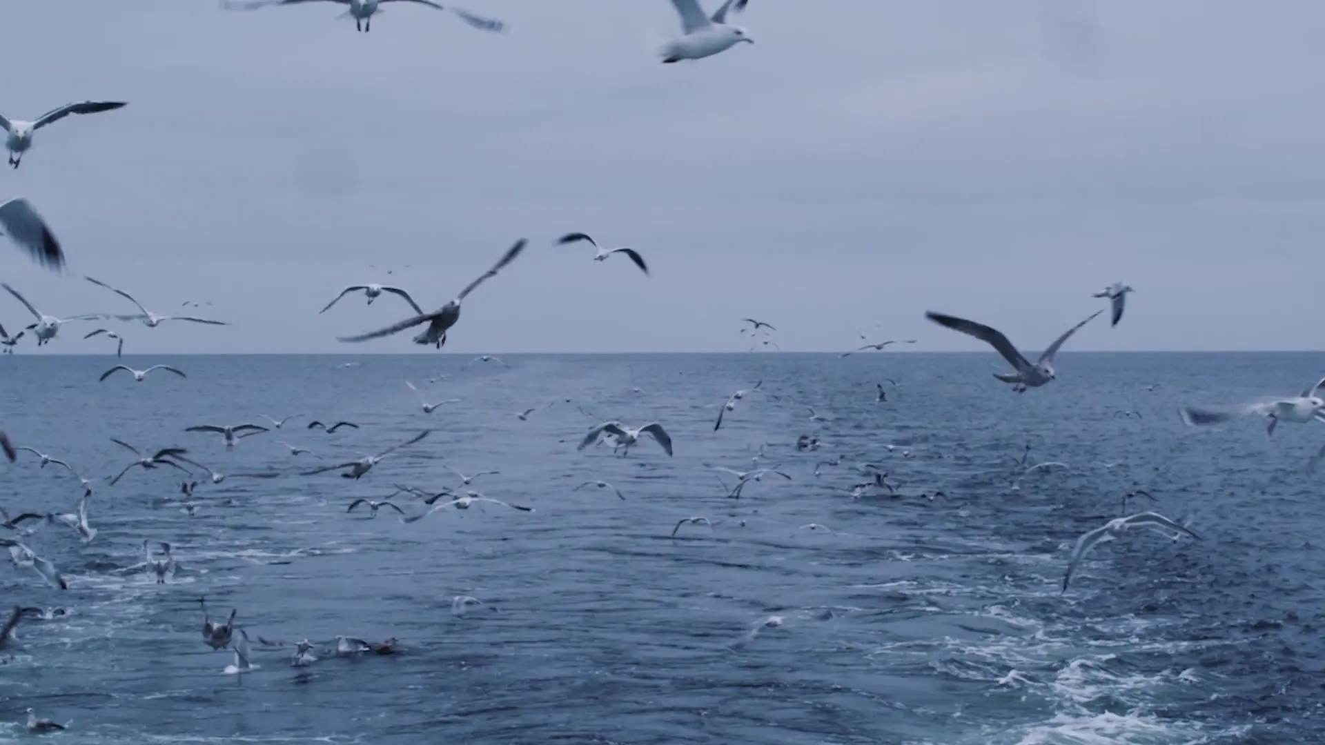 Måker over sjøen bak et fiskefartøy