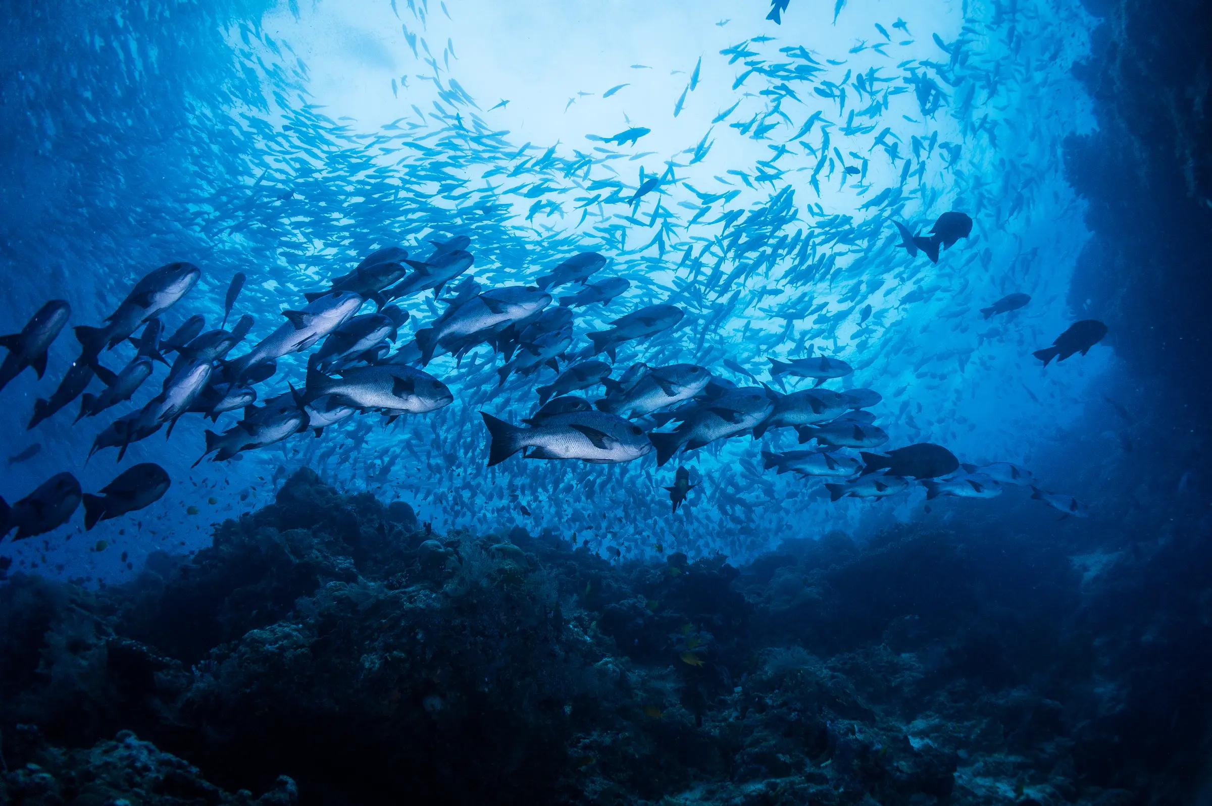 A shoal of fish in deep blue water, seen from below